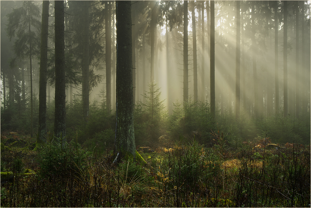 Wald mit Nebel mag ich - mit Strahlen noch viel mehr