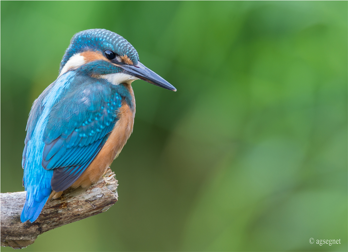 Eisvogelportrait