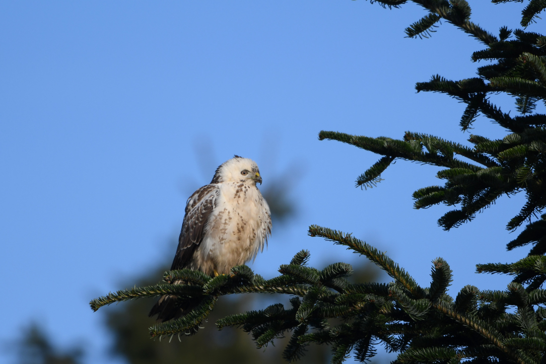 Bussard