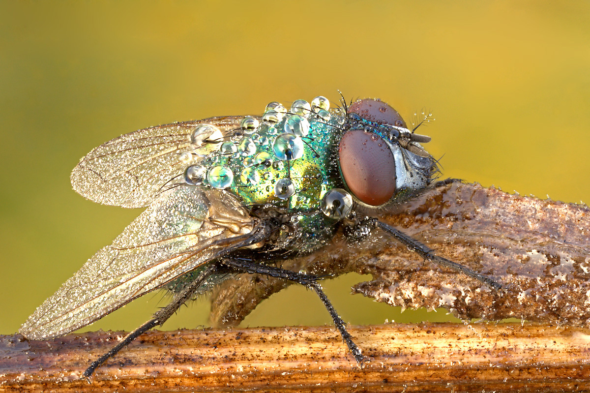 Schmeißfliege (Lucilia ampullacea)