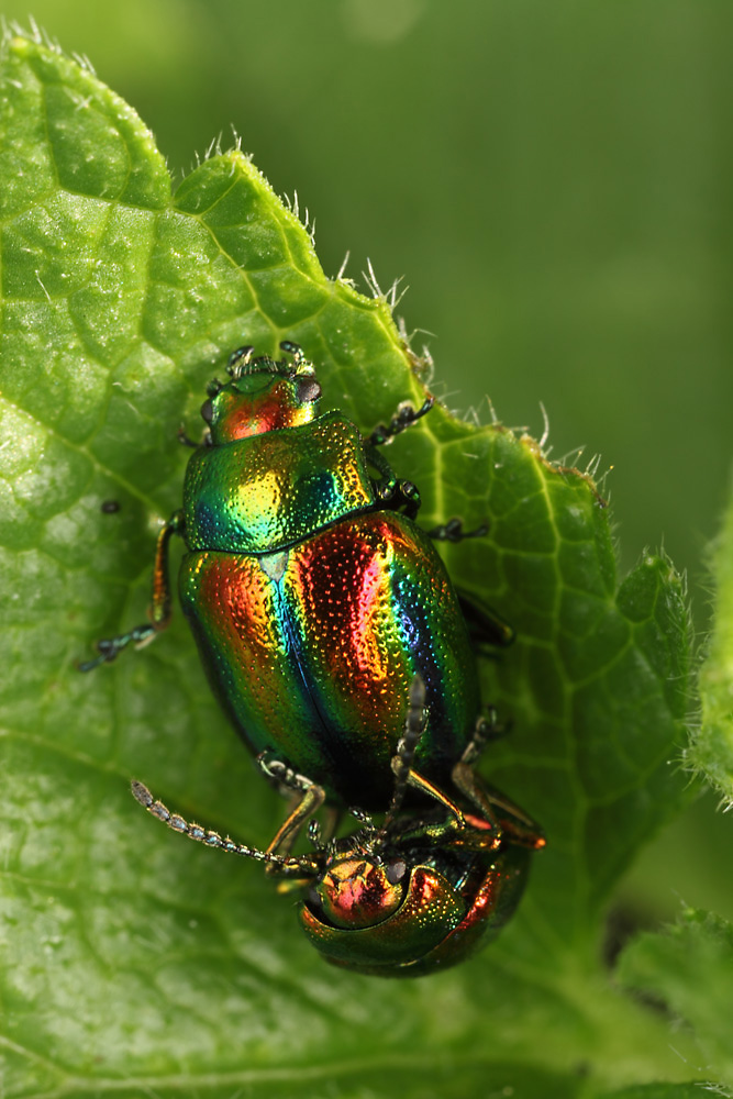 Blattkäfer (Chrysomela varians) Kopula
