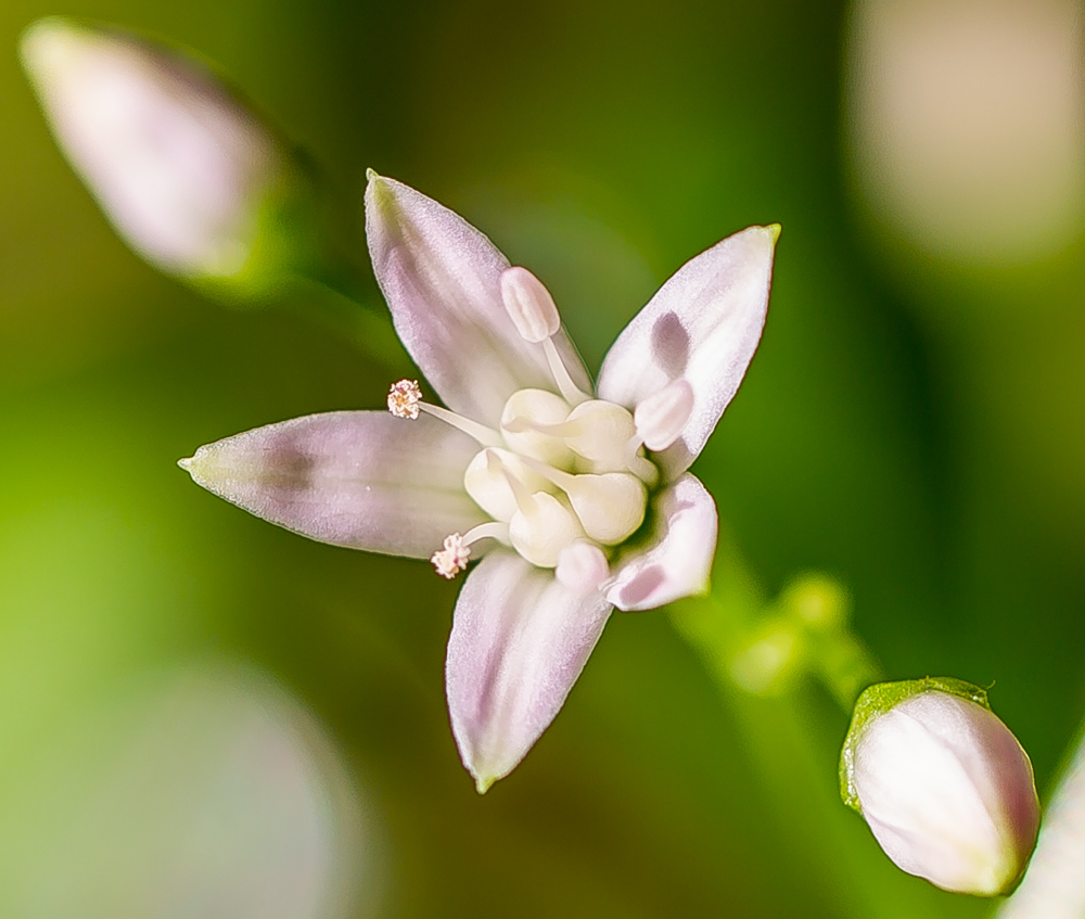 Blüte des Geldbaums