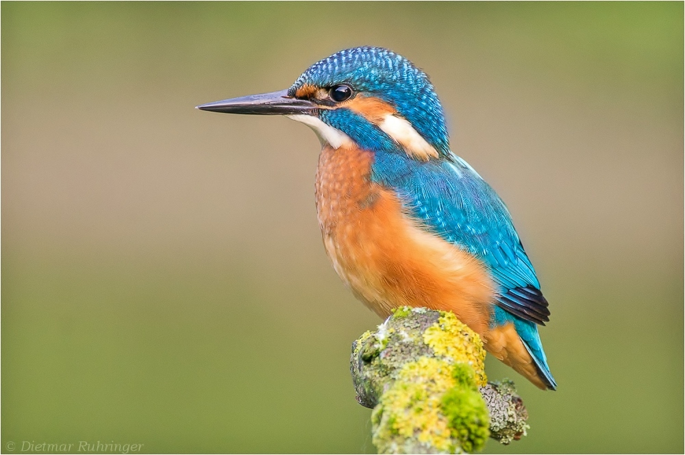 ++Jungeisvogel++