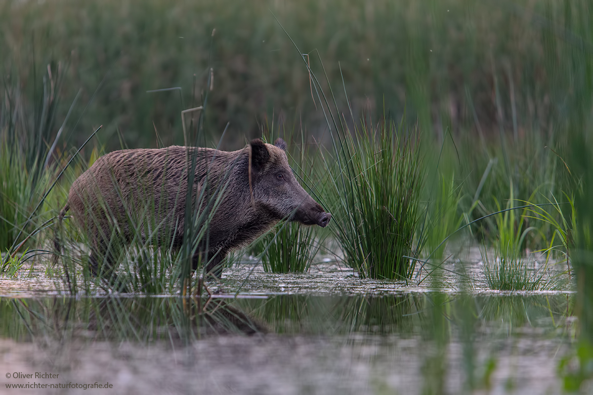 Schwein gehabt...