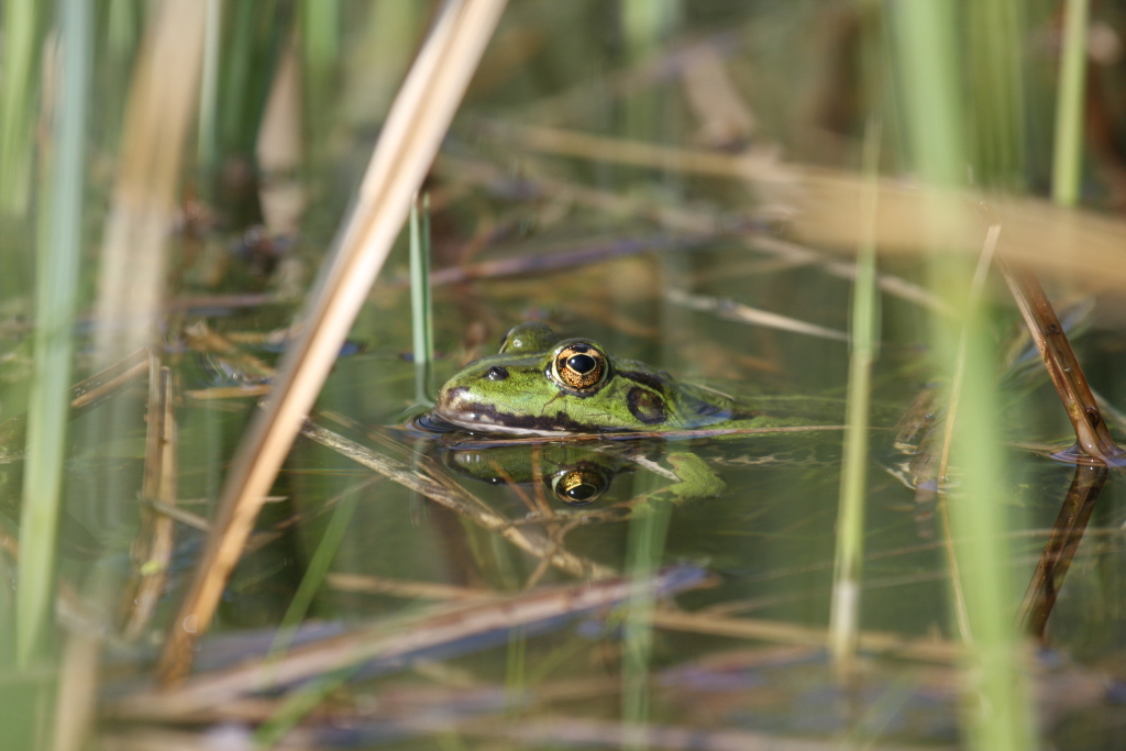 Ein ganz normaler Teichfrosch