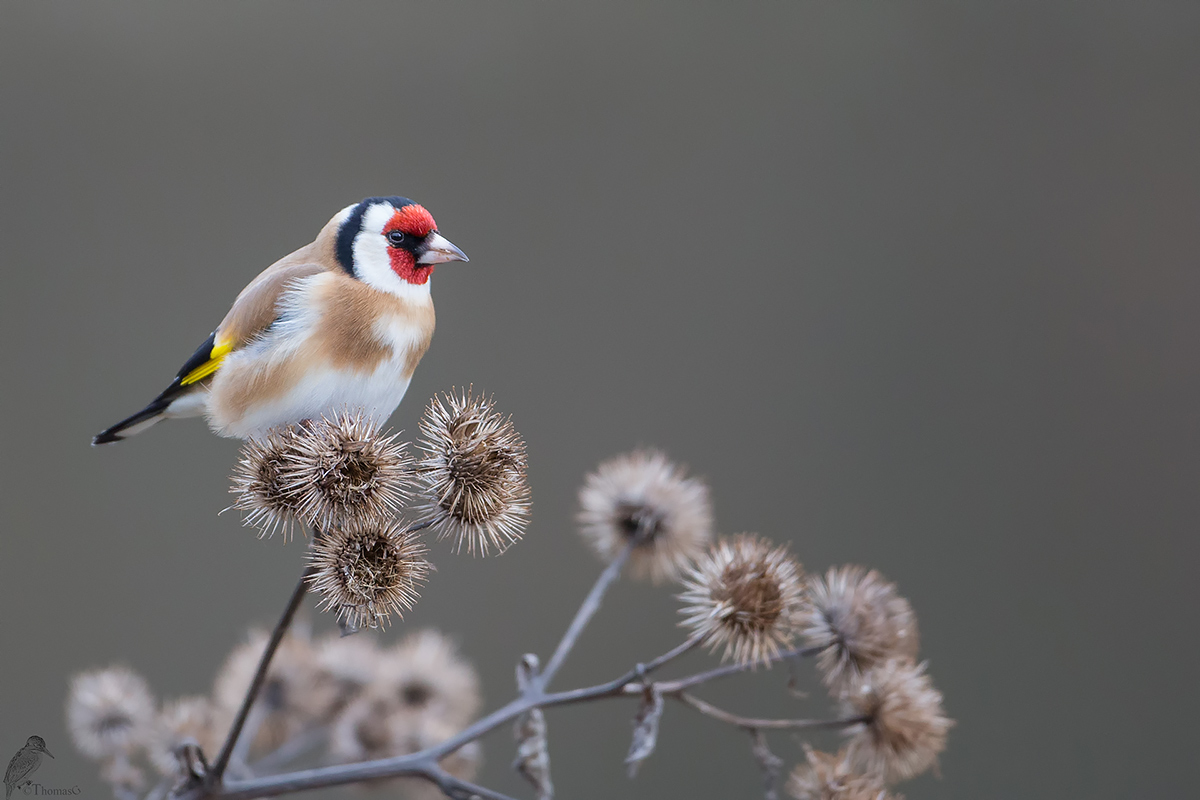 Vogel des Jahres 2016