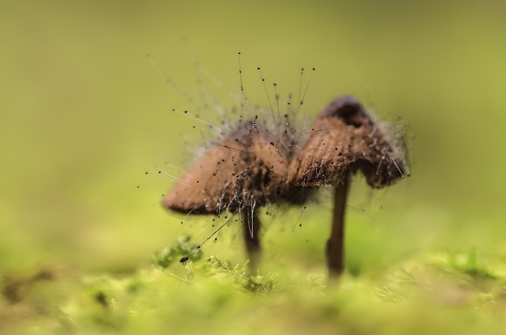 Pilze mit Schimmel = Schimmelpilze