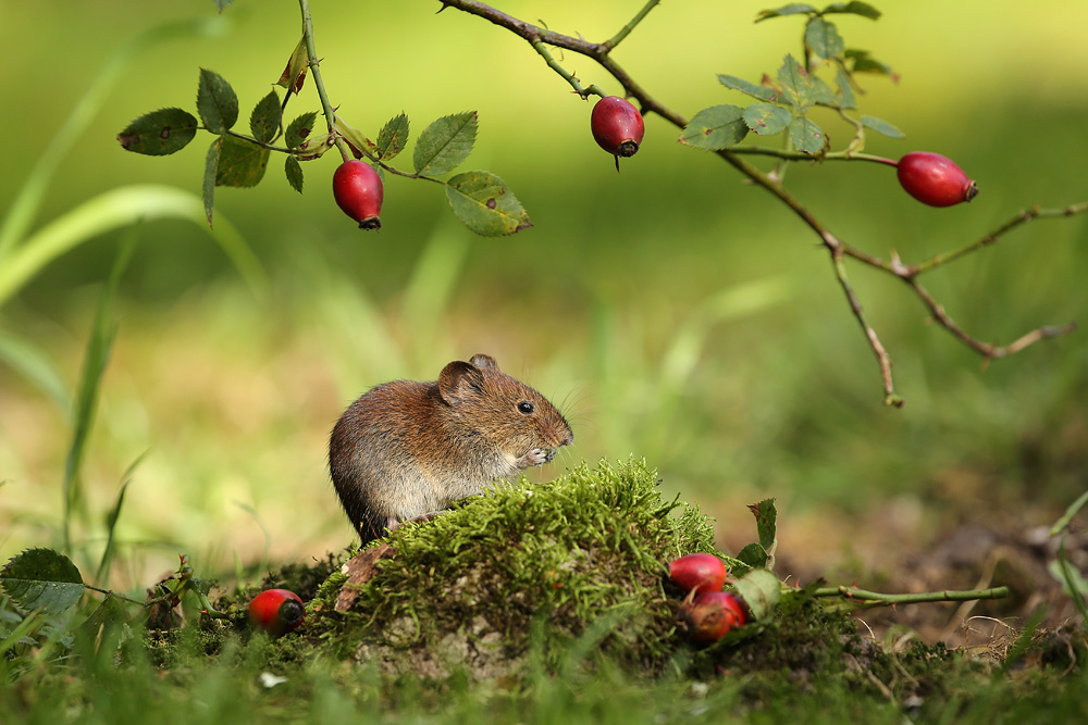 Meine kleine Gartenmaus (Forum für Naturfotografen)
