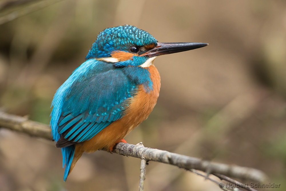 Eisvogel