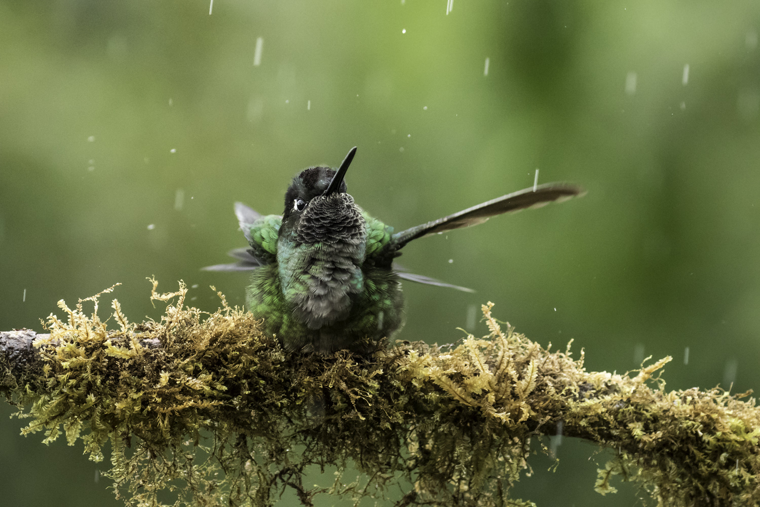 Kolibri im Regen