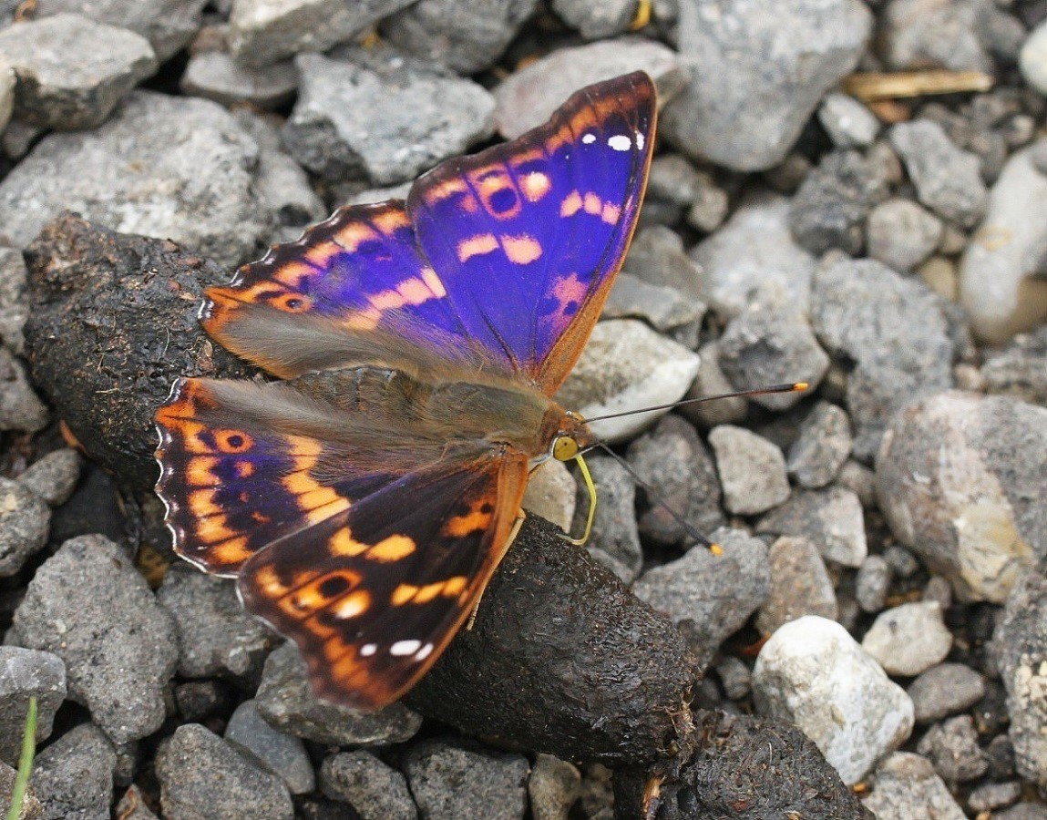 Kleiner Schillerfalter