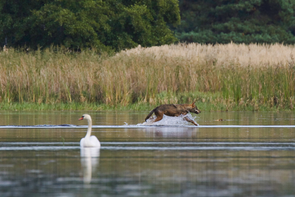 Wölfin auf der Jagd