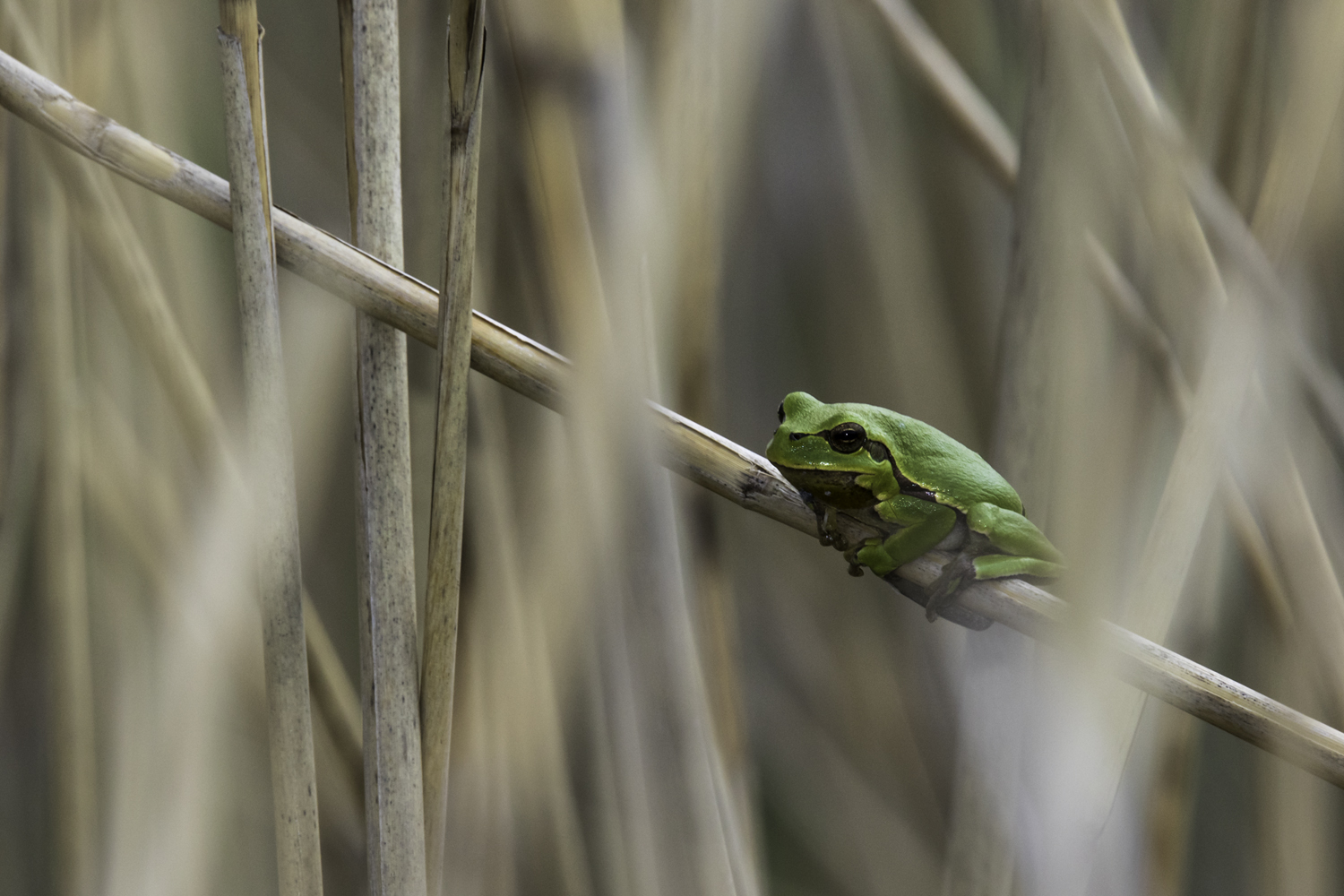 Was sagt der Wetterfrosch zu 2017