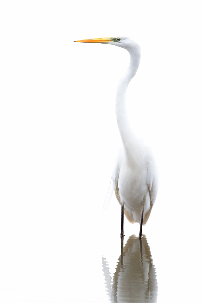 Silberreiher