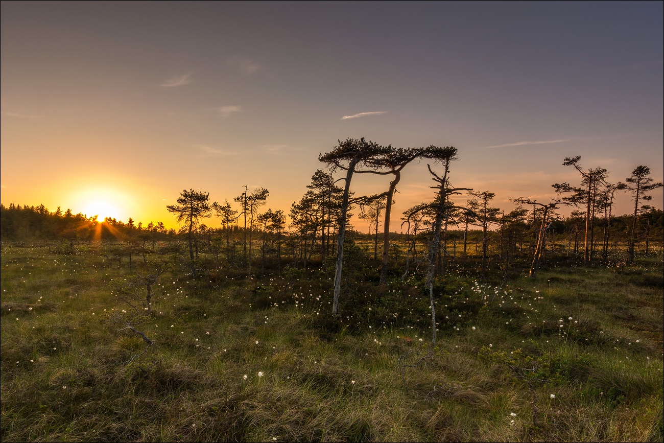 °°° Sonnenuntergang im Moor °°°