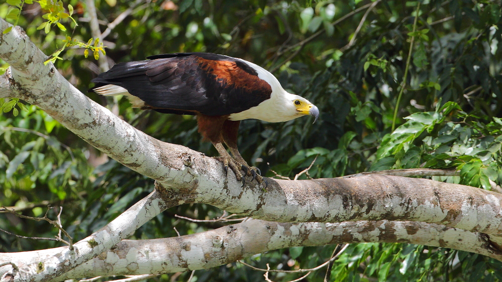 Schreiseeadler