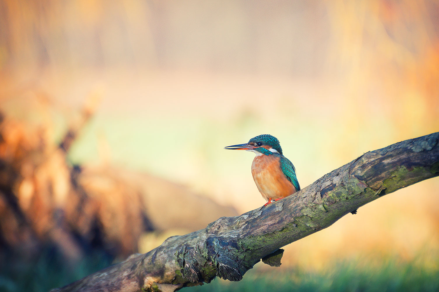 Kingfisher