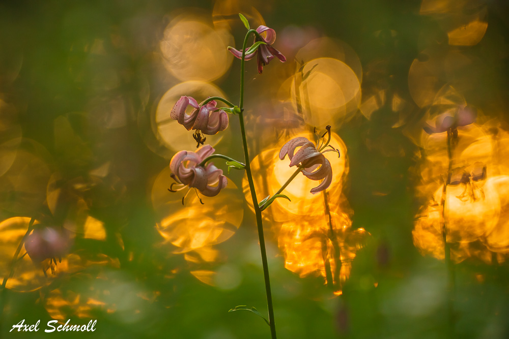 Lilium martagon