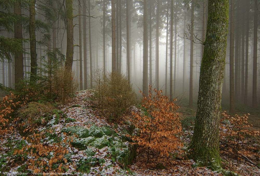 Nebliger Winterwald mit etwas Puderzucker