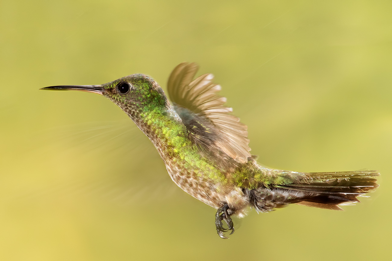Phaeochroa cuvierii