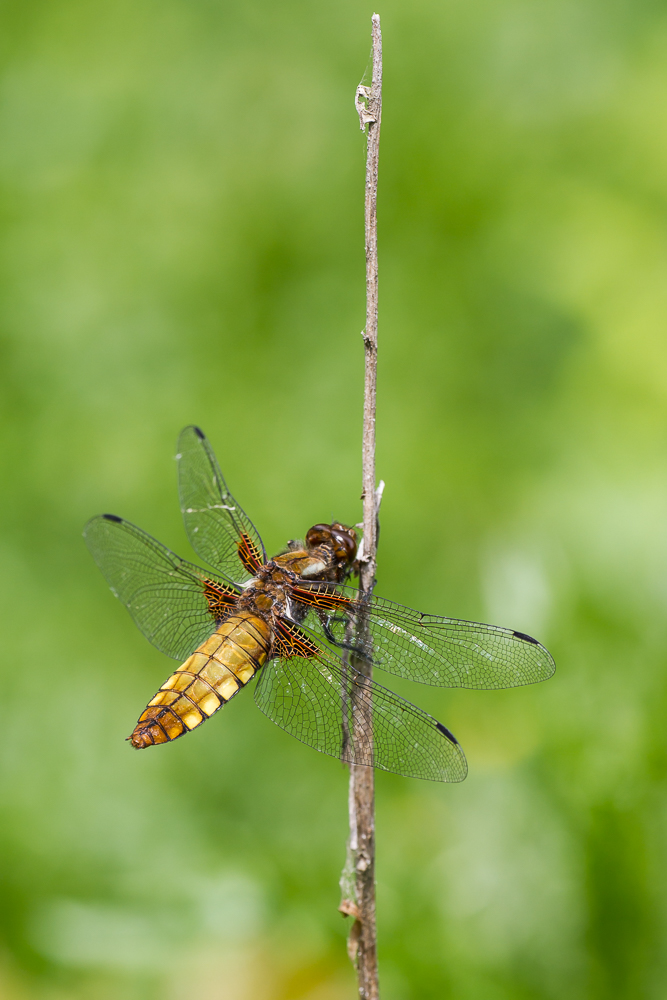 Plattbauchlibelle