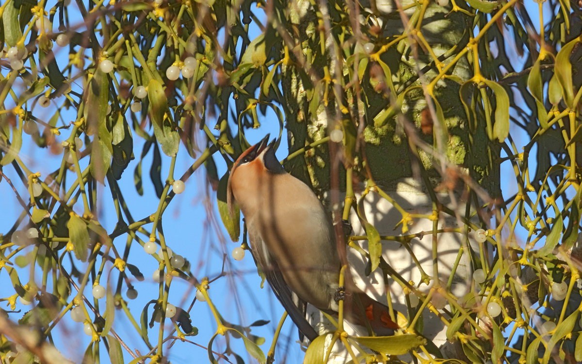 Seidenschwanz "an Mistel"  ohne Nebel...,
