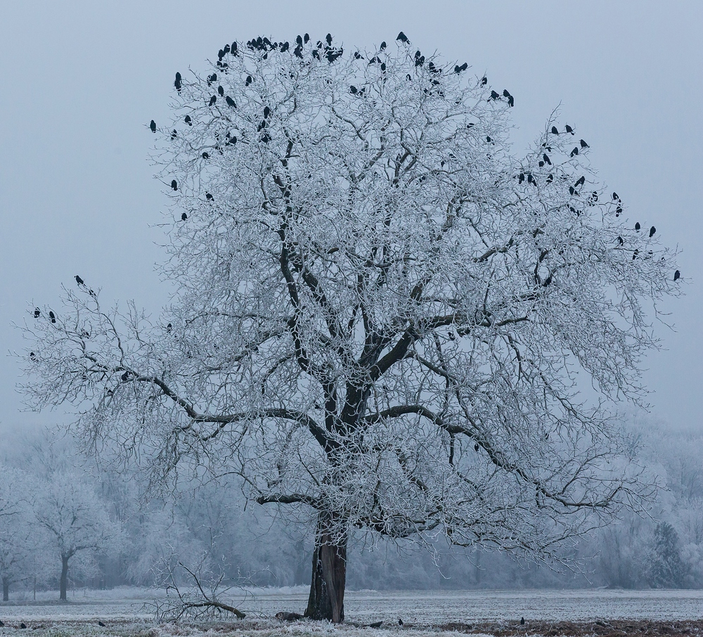 Der Schlafbaum