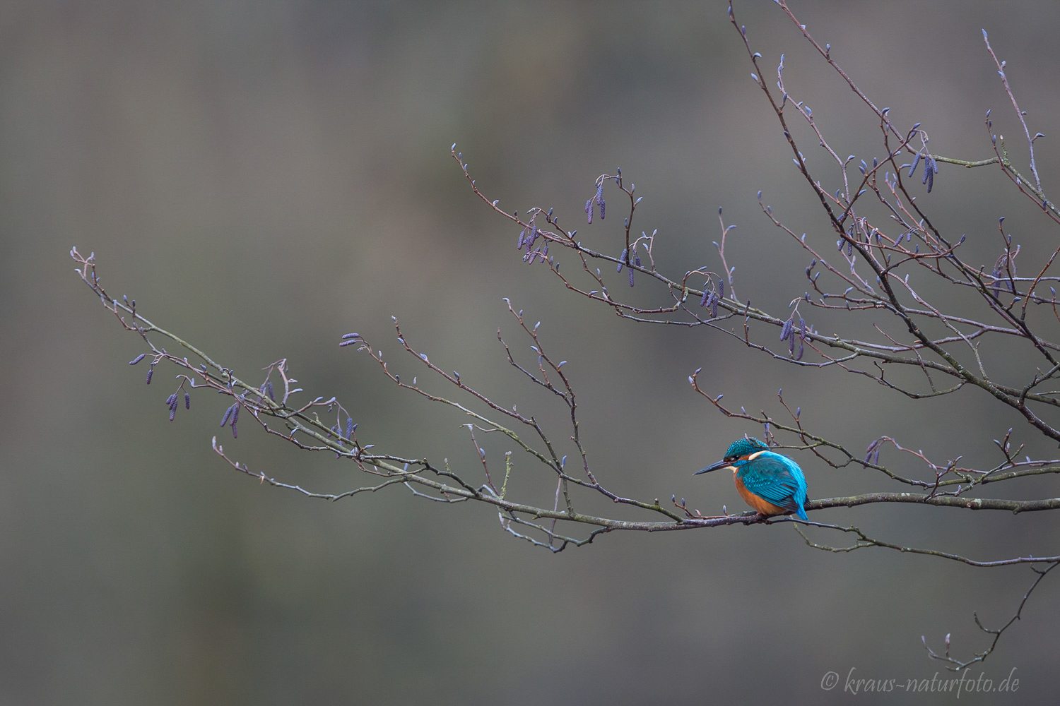 Eisvogel