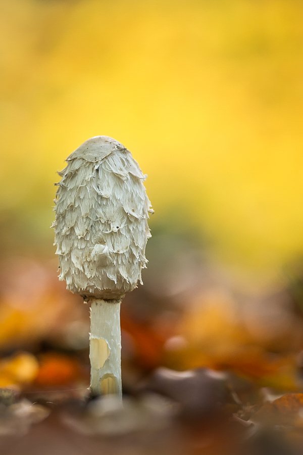 "Oktobergold"