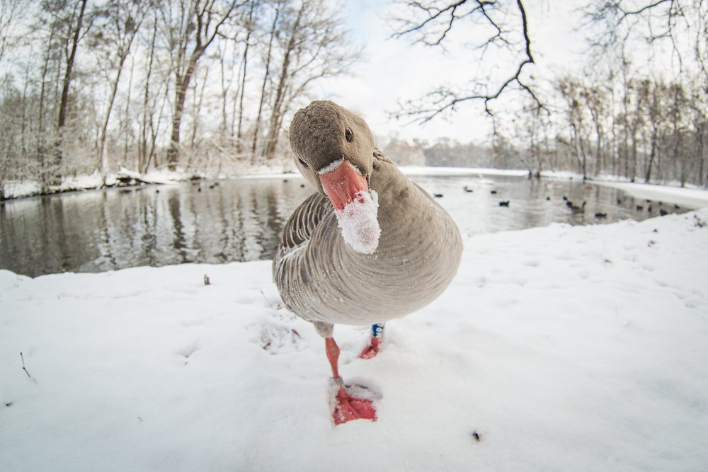 endlich Winter