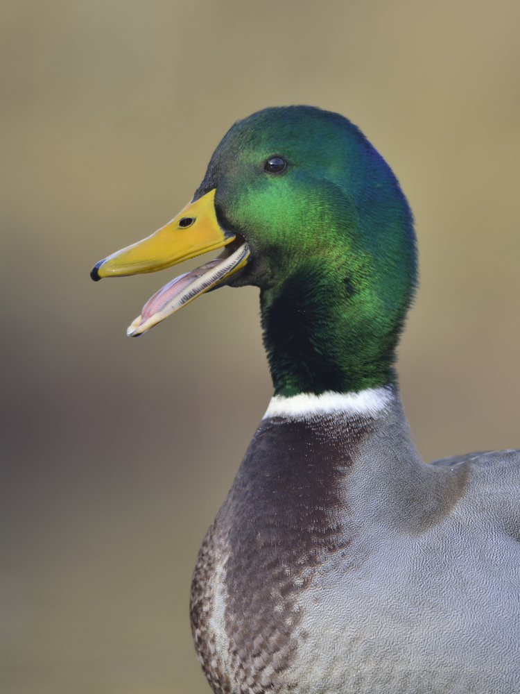 Stockente (Anas platyrhynchos)