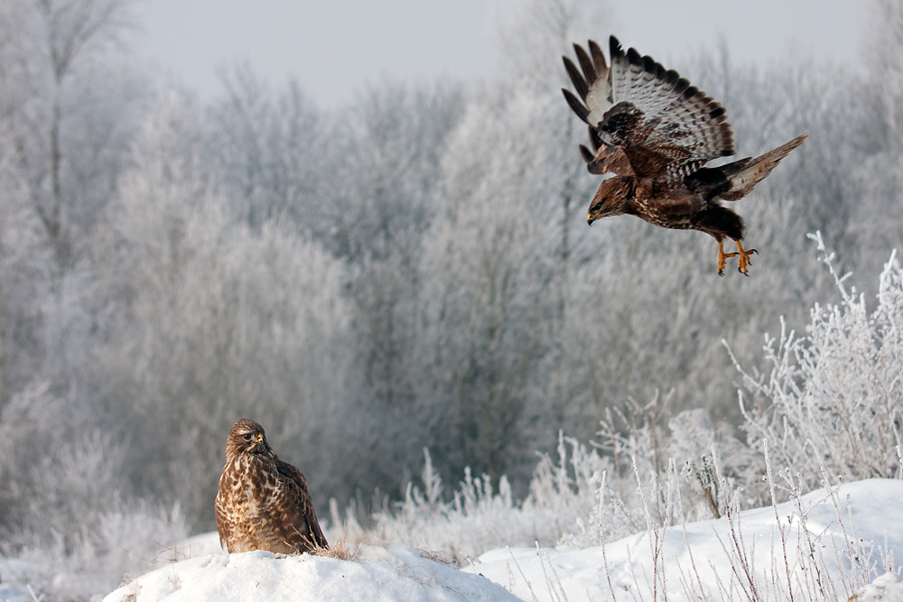 Winter im Bussardrevier