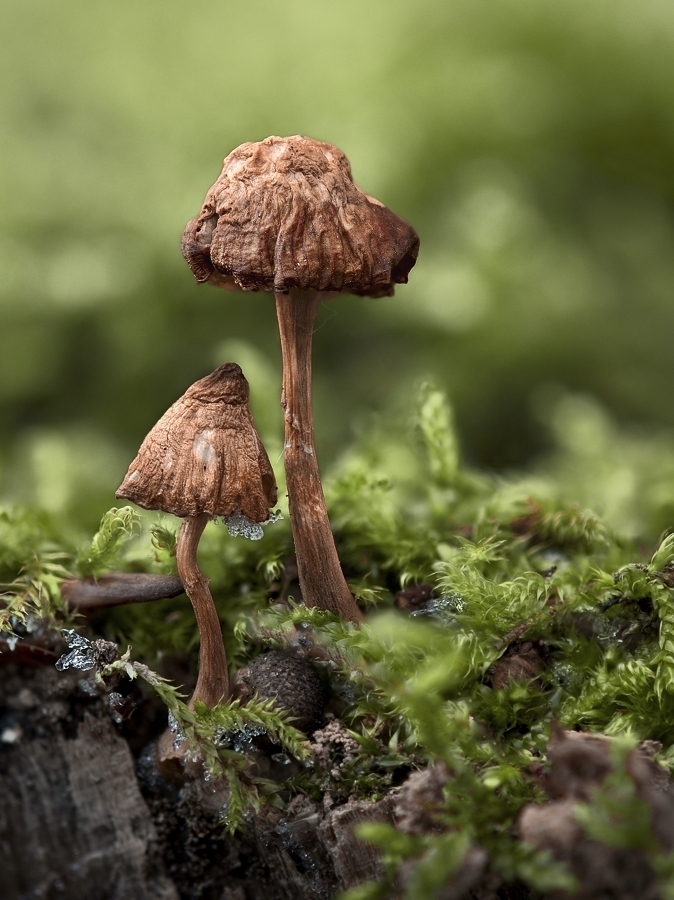 Die Alten und Schwachen..
