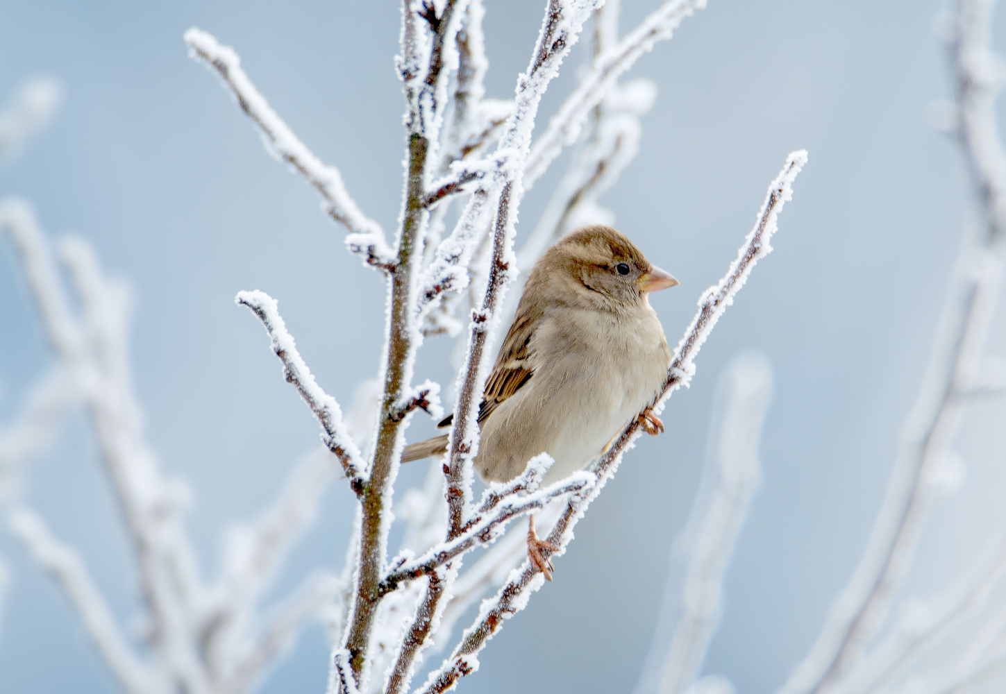 Spatz
