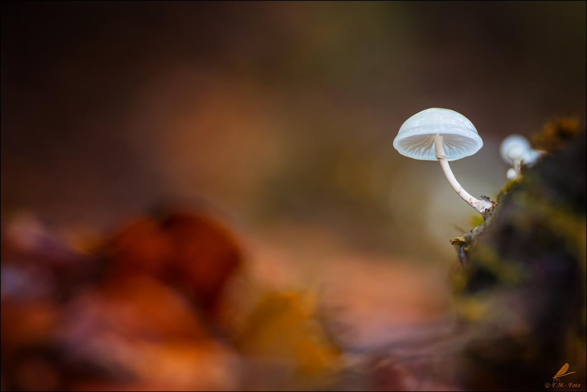 " Ohne Farbe "