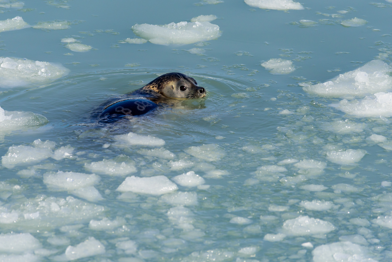 Ringelrobbe (Phoca hispida)