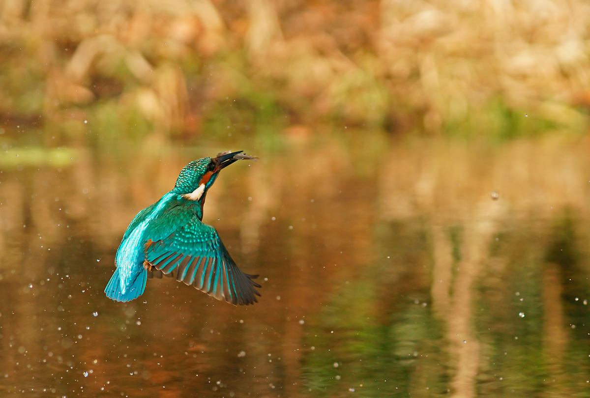 Eisvogel