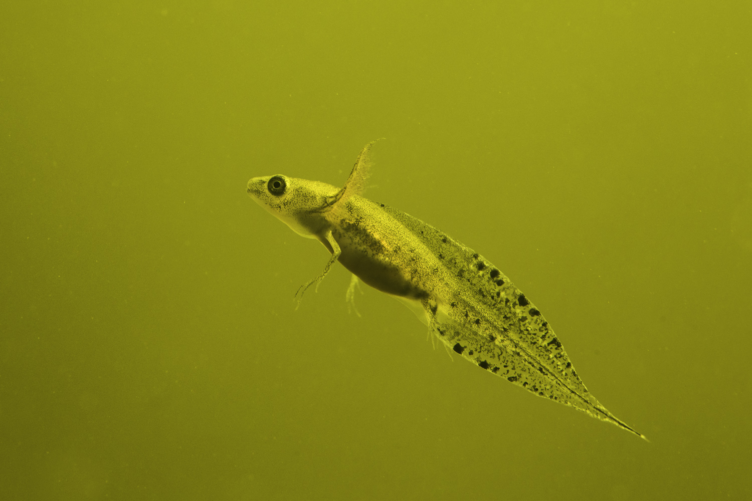 Kammmolchlarve II
