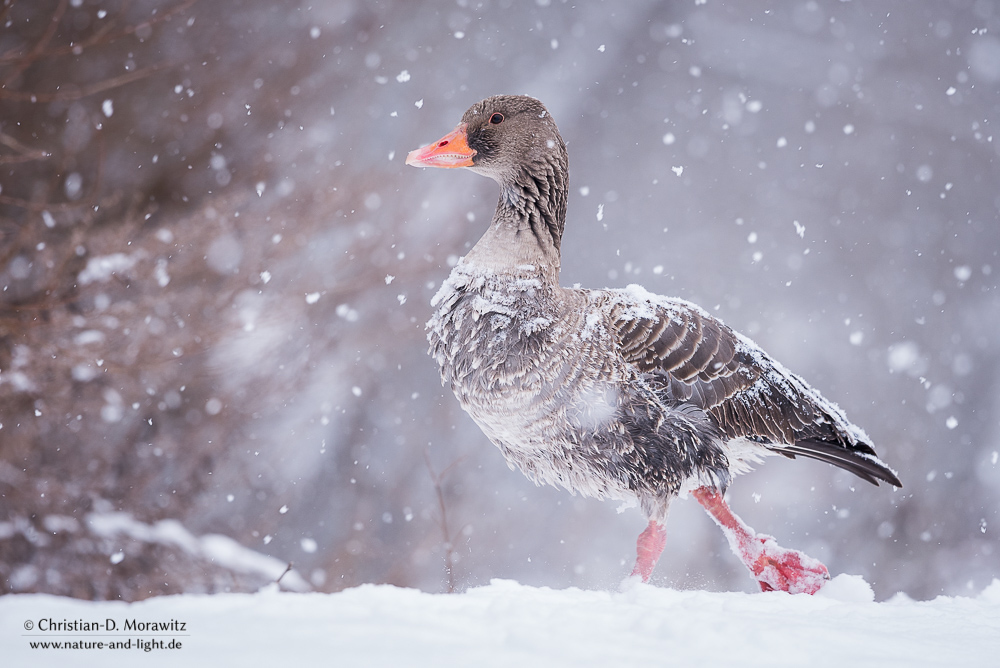 Endlich Winter