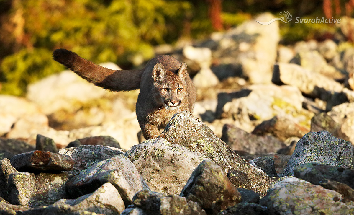 Puma (Puma concolor)