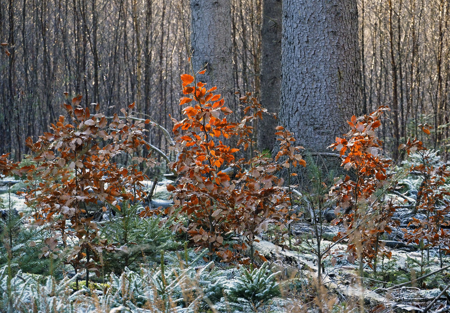 Leuchtende Buchenkinder