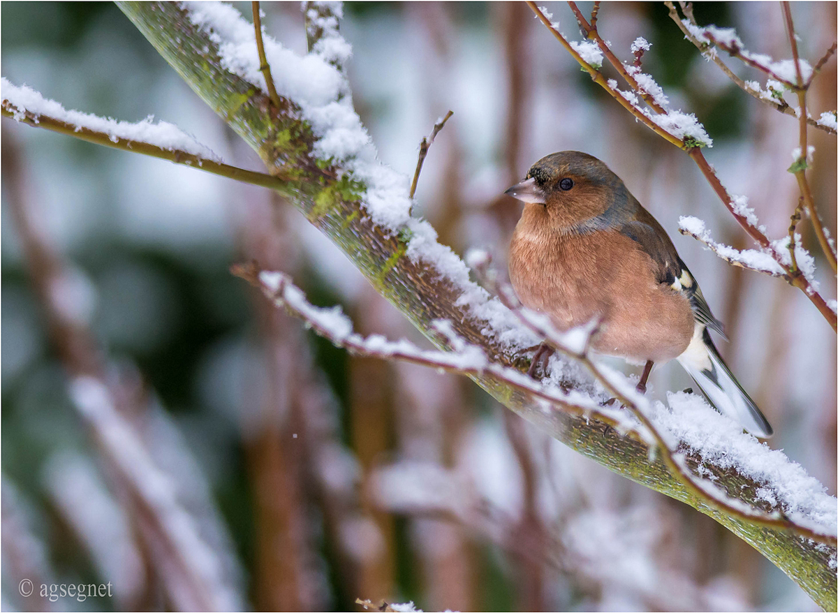 Winterfink