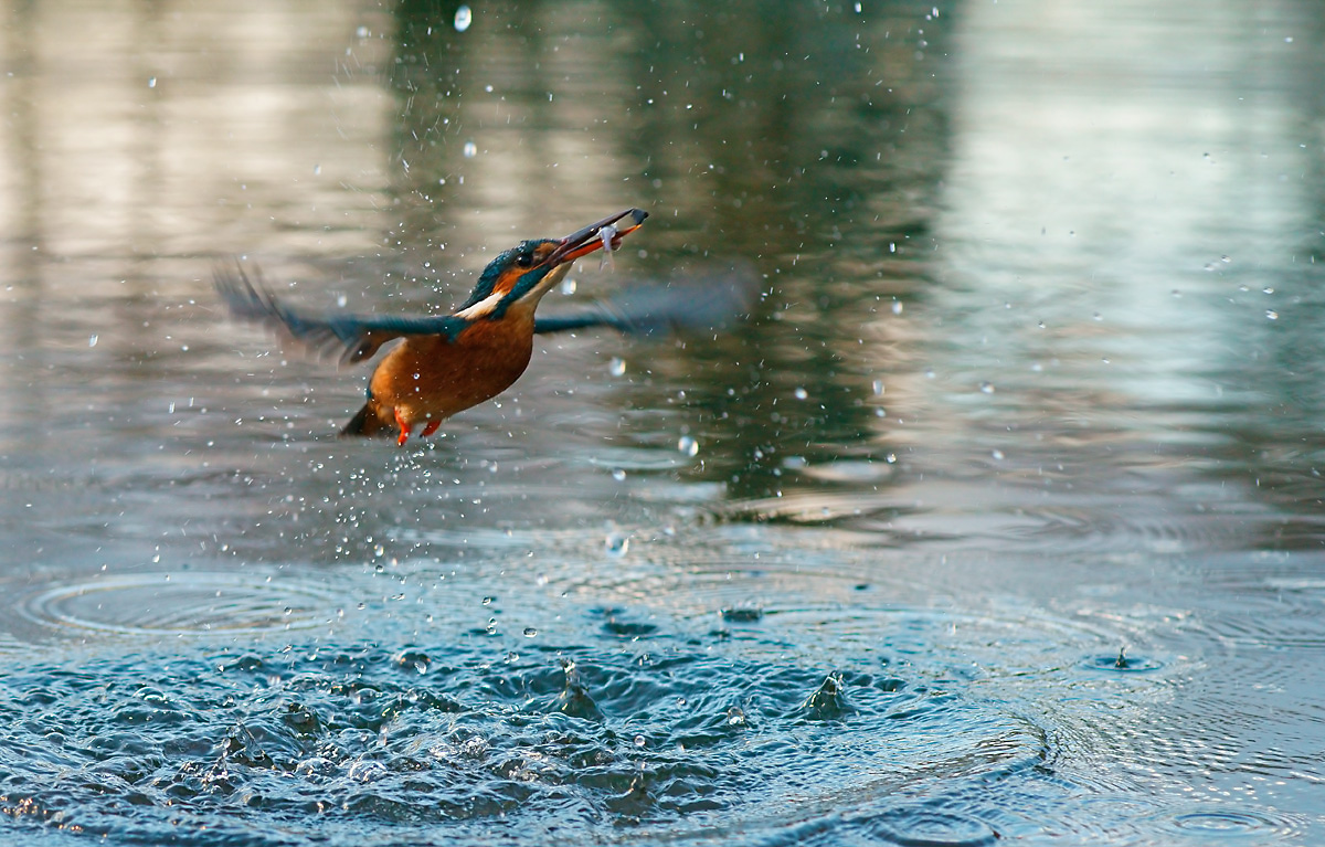 Eisvogel mit Beifang