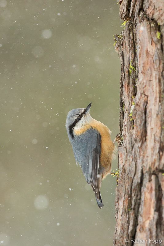 Kleiber (Sitta europaea)