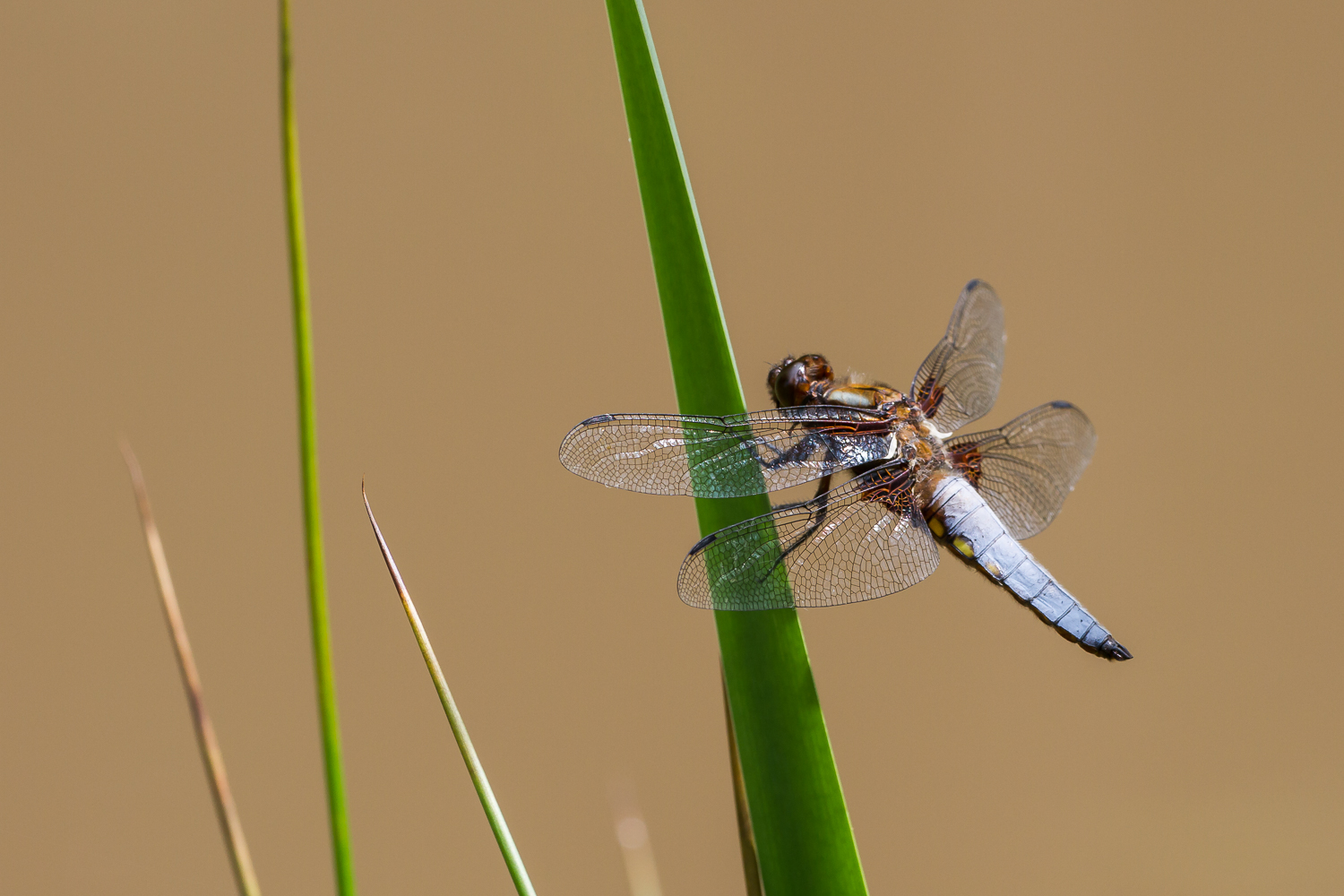 Plattbauchlibelle