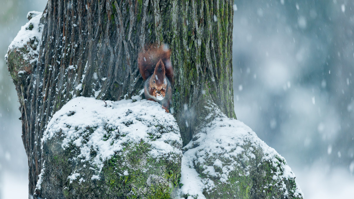 Das Eichhörnchen