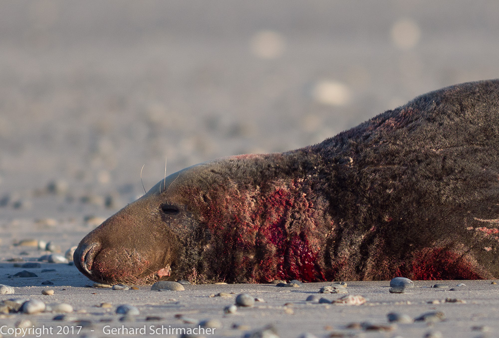 nicht nur Kuschelrobben auf Helgoland