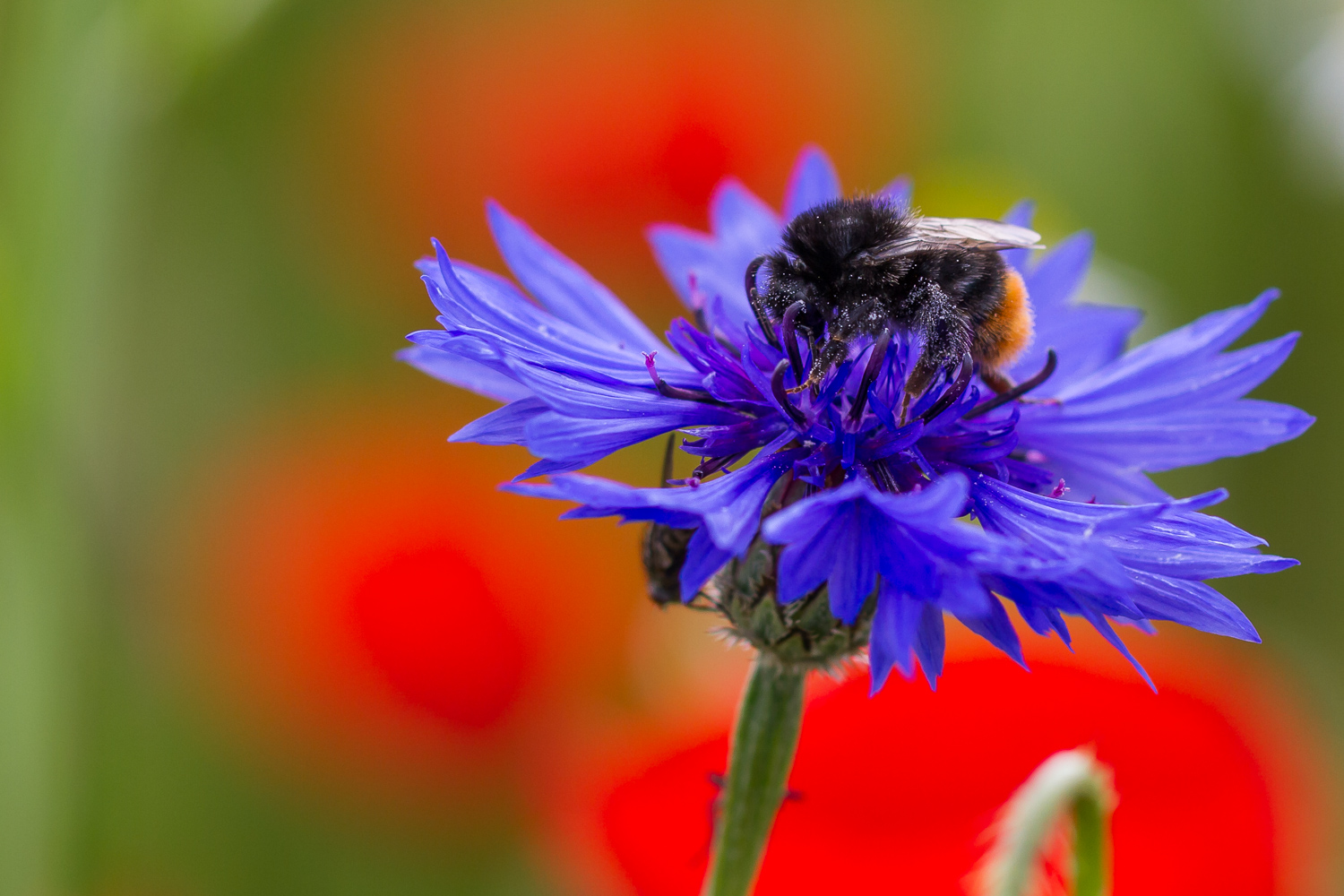 Hummel auf Kornblume