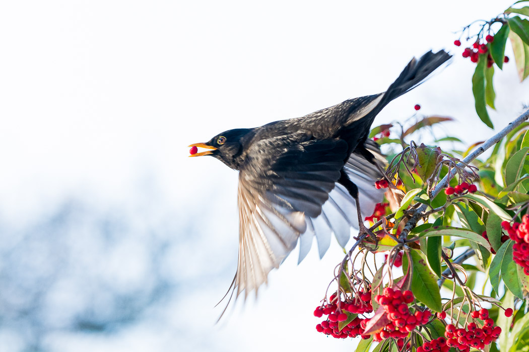 Amsel