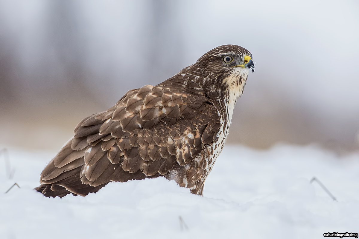 Winterbussard